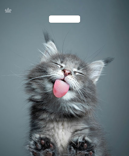 Пакет ПЭ с вырубной ручкой 38х45+3 (60) Тико ламинация (Кот), ВУР51801