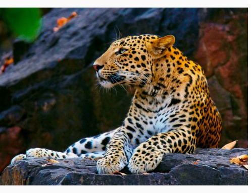 Алмазная мозайка 'Леопард на скале' (класс.) 22х32 см, с подрамником 20 цвета, НД-8529