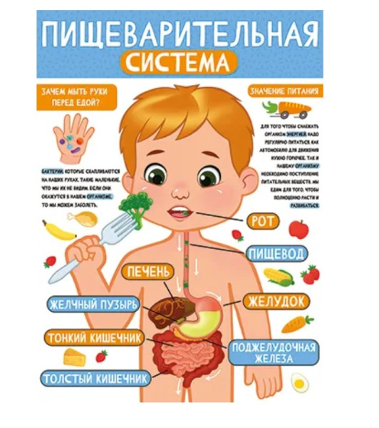 Плакат 'Пищеварительная система', 22.137.00